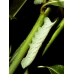 Eyed Hawk ocellata 10 larvae